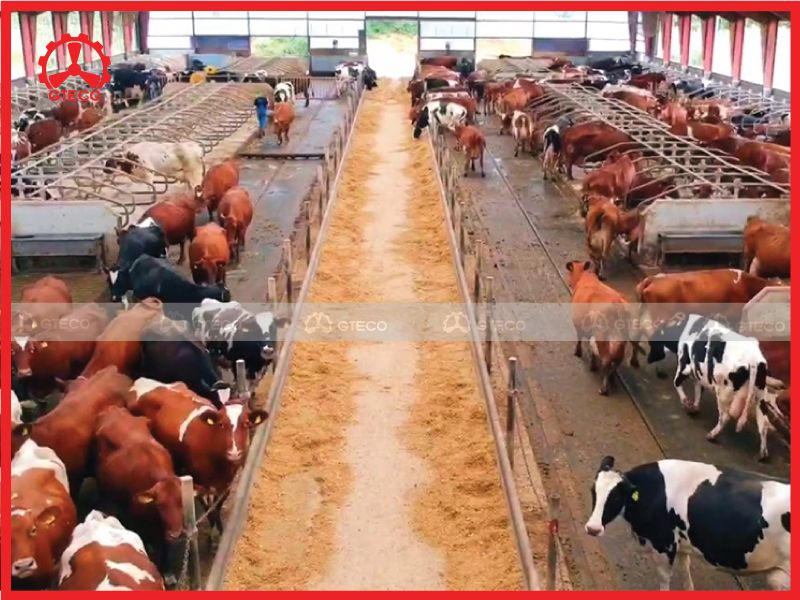 Dự án hệ thống thông gió trại bò công nghệ cao tại Tuyên Quang Dự án hệ thống thông gió trại bò công nghệ cao tại Tuyên Quang